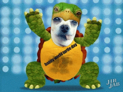 Man At Table With Turtle And Coffee Express Coffee Maker GIF