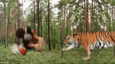 Man Attacked By Tiger In Jungle GIF