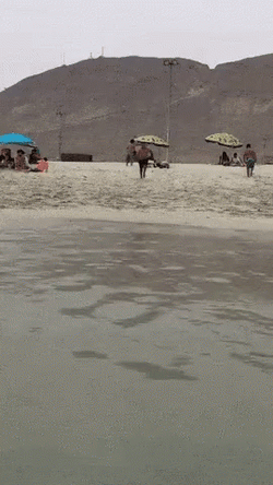 Man Bad Fall To Funny Beach GIF