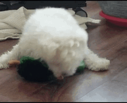 Man Best Friend Dog Dry Hump GIF