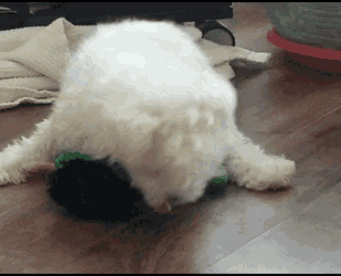 Man Best Friend Dog GIF