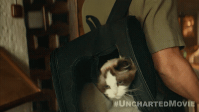 Man Carrying Cat In Bag Saying Uncharted Movie GIF