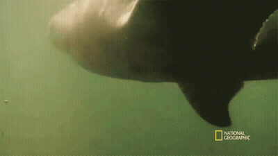 Man Carrying Coffin With Lion GIF