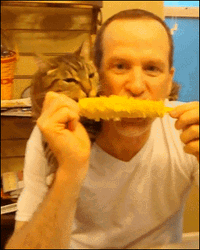 Man Cat Eating Corn GIF
