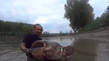 Man Caught Big Cat Fish GIF