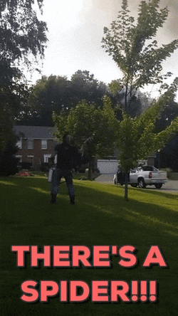  Man Chama Distinguishes Spider On The Tree GIF