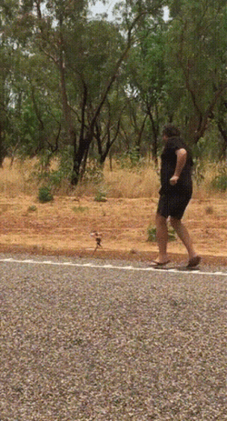 Man Chased By Frilled Lizard GIF