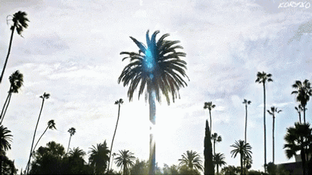 Man Chilling On Top Of Coconut Tree GIF