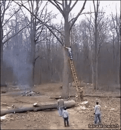 Man Climbing Ladder To Tree In Woods GIF
