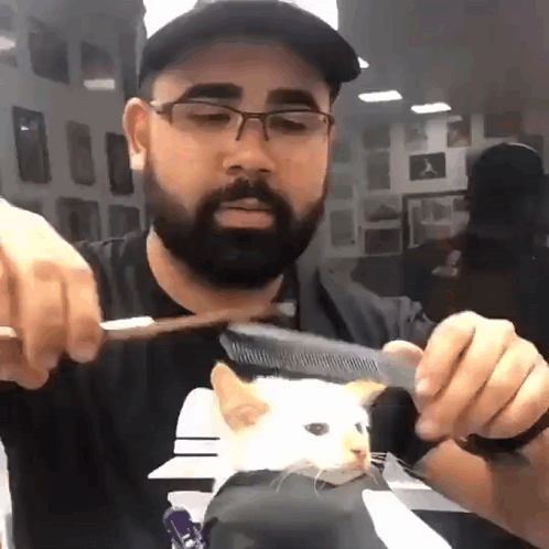 Man Combing White Cat GIF