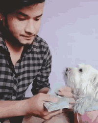 Man Counting Money With Dog GIF