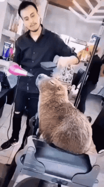 Man Cutting Cat Hair In Salon GIF