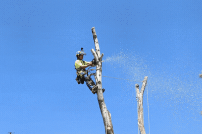 Man Cutting Tree With Stihl Chainsaw GIF