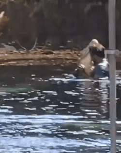 Man Dance With Crocodile In The Water GIF