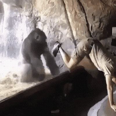Man Doing Handstand In Zoo GIF