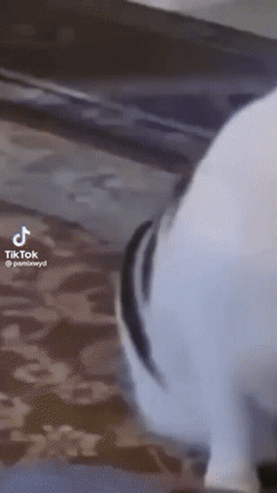 Man Doing Push Ups Black And White It's Little Bit Windy Today Dress Warm GIF