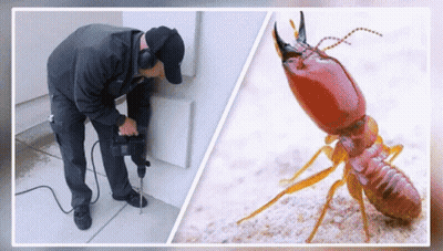 Man Drilling Hole Near Termite Picture GIF