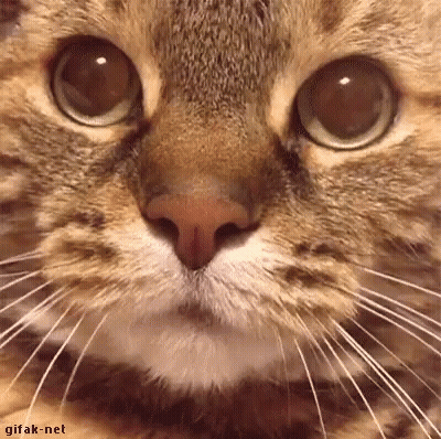 Man Driving Car Says It's Time To Try Yy Defyiiiing Graaaivity GIF