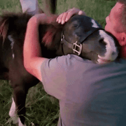 Man Embracing And Petting Pony GIF