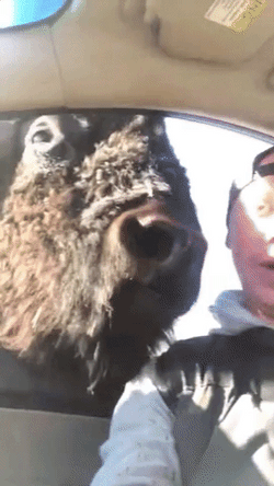 Man Enjoying Buffalo Playing GIF