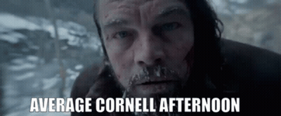 Man Face Average Cornell Afternoon GIF