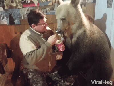 Man Feeding Bear Ice Cream Bear Licking Face GIF
