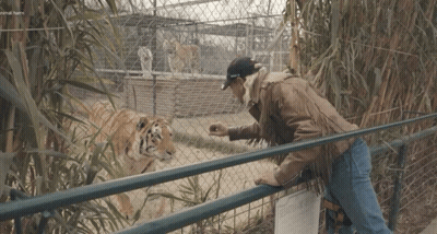 Man Feeding Tiger Behind Fence With General Farm Sign GIF