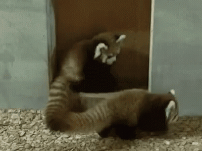 Man Getting Haircut By Man With 100% Hat GIF