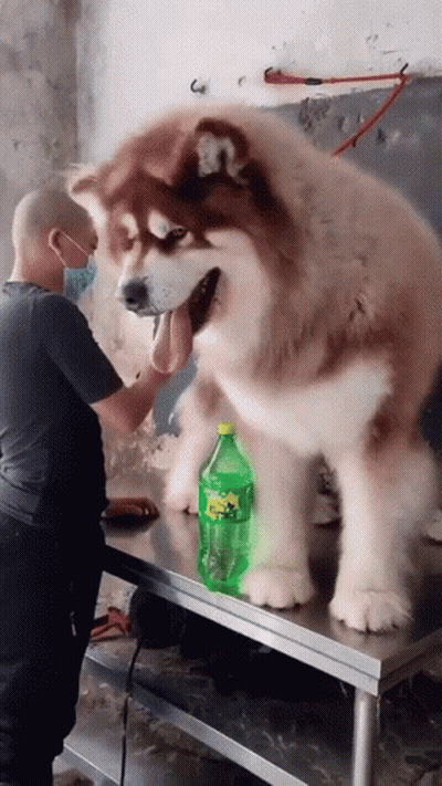 Man Grooming Large Dog With Sprite Bottle GIF