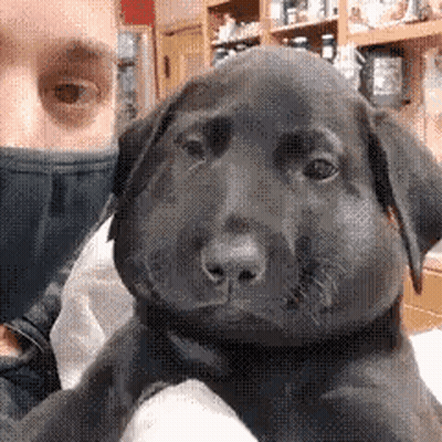 Man Holding Black Puppy With Beehive On Face GIF