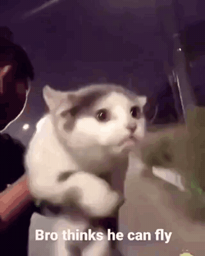 Man Holding Cat With Bro Thinks He Can Fly GIF