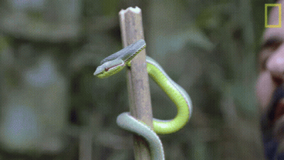 Man Holding Green Snake On Stick, National Geographic Logo GIF