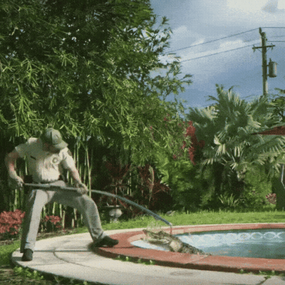Man Holding Hose By Pool With Crocodile GIF