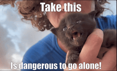Man Holding Kitten Take This Is Dangerous To Go Alone GIF