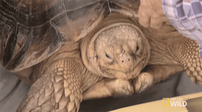 Man Holding National Geographic Wild Turtle GIF