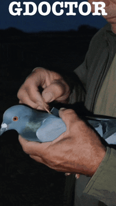 Man Holding Pigeon With Word Doctor GIF