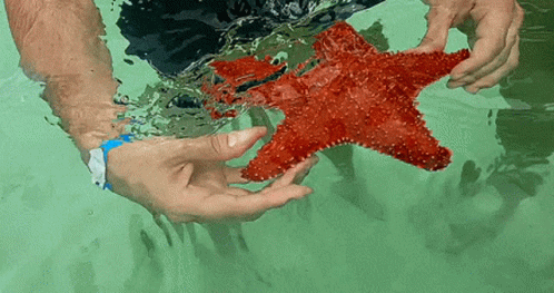 Man Holding Red Starfish GIF
