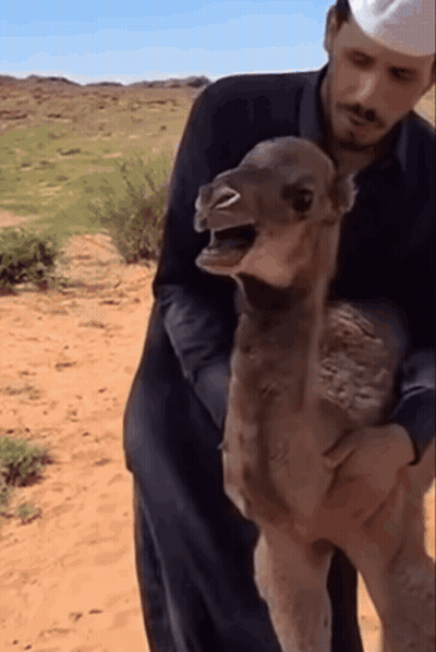 Man Holding Small Camel With Mouth Open GIF