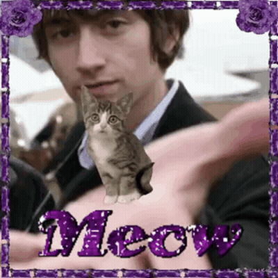 Man Holding Small Cat With Purple Meow GIF