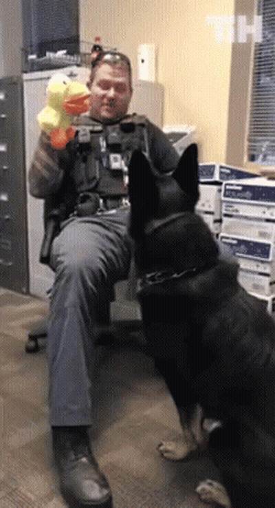 Man Holding Stuffed Duck Sitting Next To Dog GIF