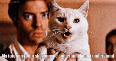 Man Holding White Cat My Tutor On Zoom GIF
