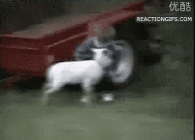 Man Holding White Sheep In Front Of Red Tractor GIF