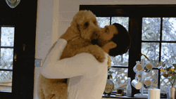 Man Hugging Cute Dogs GIF