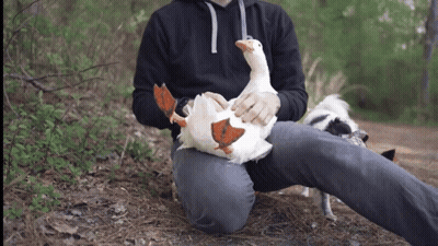 Man In Black Hoodie Petting Stuffed Goose GIF