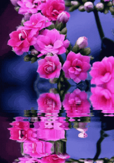 Man In Black Shirt With Pourier In Ring GIF