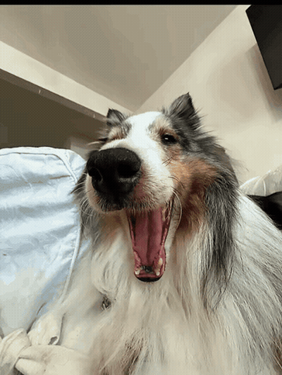Man In Black Sweater Holding Dog GIF