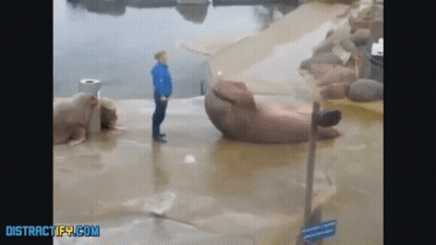 Man In Blue Jacket Beside Walrus Distractify.com Sign GIF