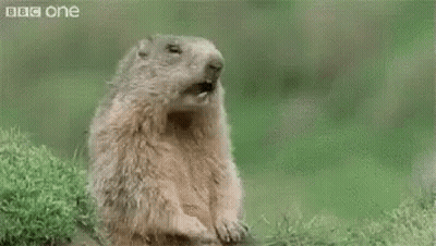 Man In Blue Shirt Eating Pickles GIF