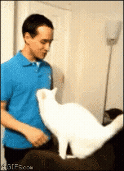 Man In Blue Shirt Petting White Cat On Couch GIF