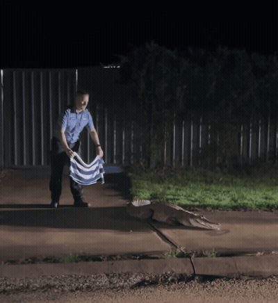 Man In Blue Shirt Standing Next To Crocodile GIF